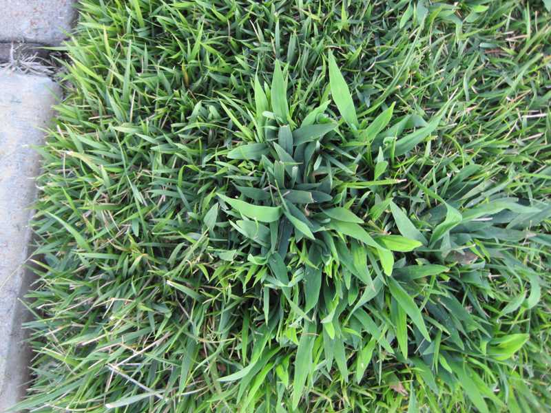 Crabgrass Control